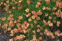 Coreopsis Rum Punch