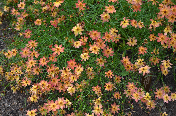 Coreopsis Rum Punch