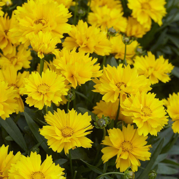 Coreopsis Sunburst