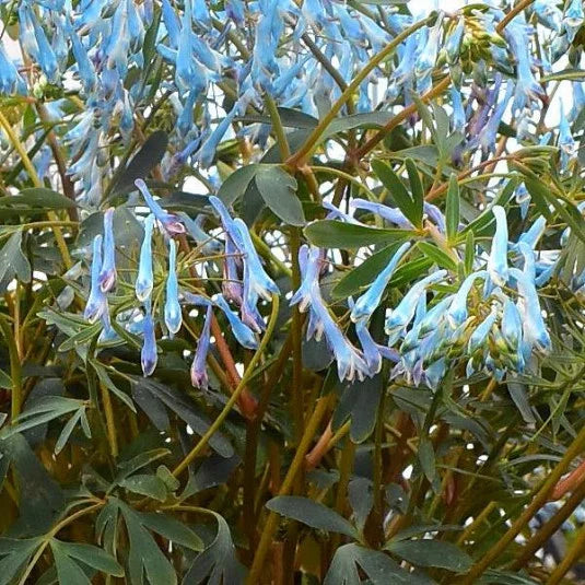 Corydalis Porcelain Blue