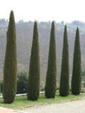 Cupressus Green Spire Pencil pine