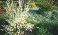 Cytisus Alba - White Broom