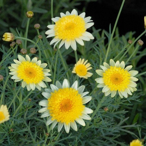 Federation Daisy Honeycomb