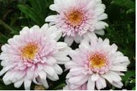 Federation Daisy Sugar Lace