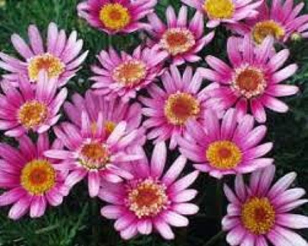 Federation Daisy Sunrise Rose