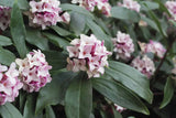 Daphne Leucanthe Odora
