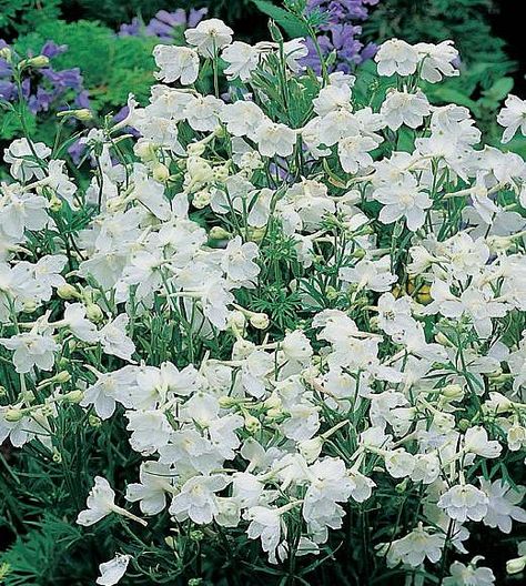 Delphinium Summer Stars
