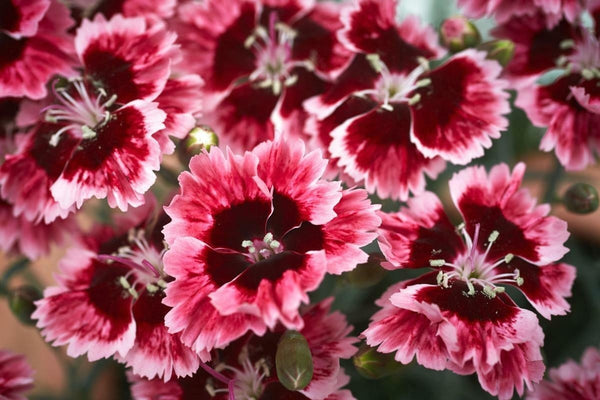 Dianthus Cherryburst