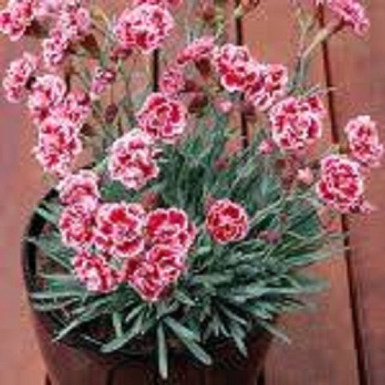 Dianthus Freckley Flake