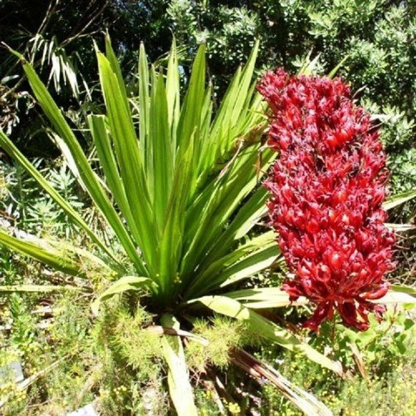 Doryanthes