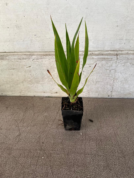 dracaena draco nz Dracaena Draco