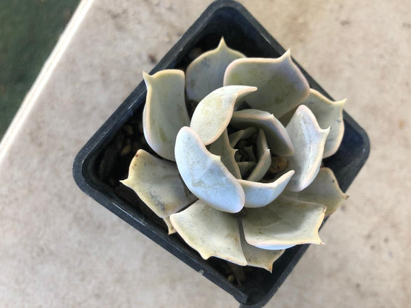 Echeveria Lilacina