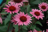 Echinacea Rose - Coneflower (x10, bare rooted)