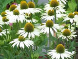 Echinacea White - Coneflower (x10, bare rooted)