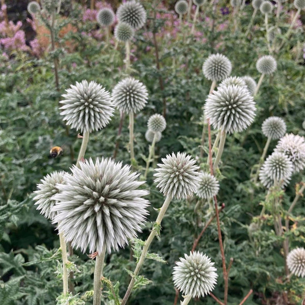 Echinops Star Frost -Globe Thistle