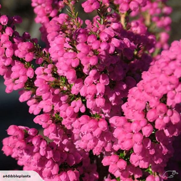 Erica Melanthera Improved – A4Dibble Plants