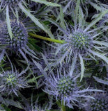 Eryngium Blue Glitter x 10 bare rooted plants