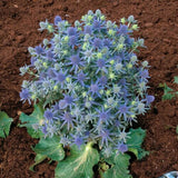 Eryngium Blue Hobbit x 10 bare rooted plants