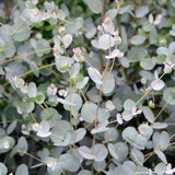 Euclayptus Blue Ice x 10 bare rooted