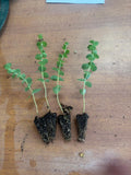Euclayptus Blue Ice x 10 bare rooted