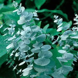 Eucalyptus Blue ice x 10 bare rooted plants