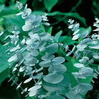 Eucalyptus Blue Ice