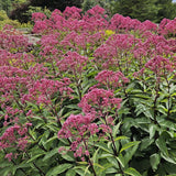Eupatorium Purpurea