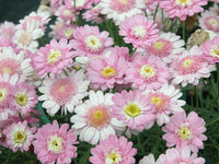 Federation Daisy Sugar Candy