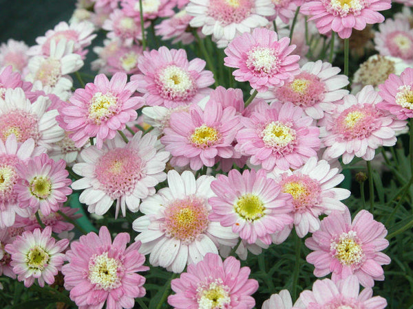 Federation Daisy Sugar Candy