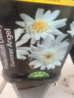 Federation Daisy Summer Angel