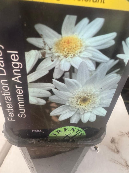 Federation Daisy Summer Angel