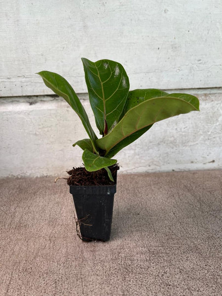 Ficus Lyrata - Fiddle leaf fig