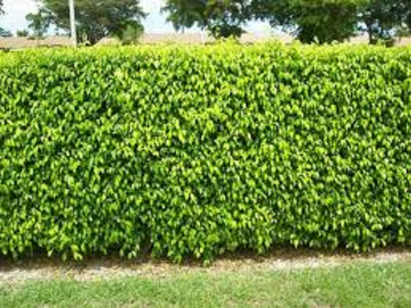 Ficus Tuffi (x50)