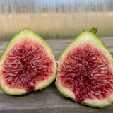 Fig - Ventura