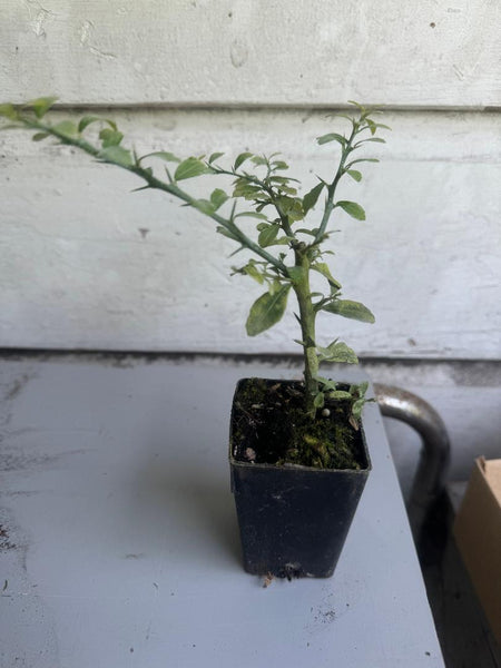 Finger Lime - Citrus australasica