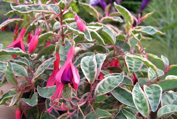 Fuchsia Tricolour