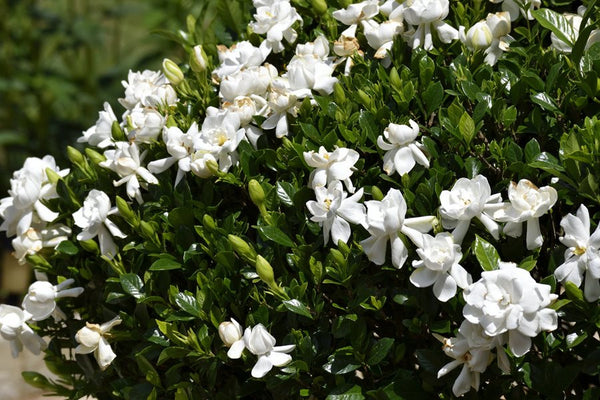 Gardenia Vetchii