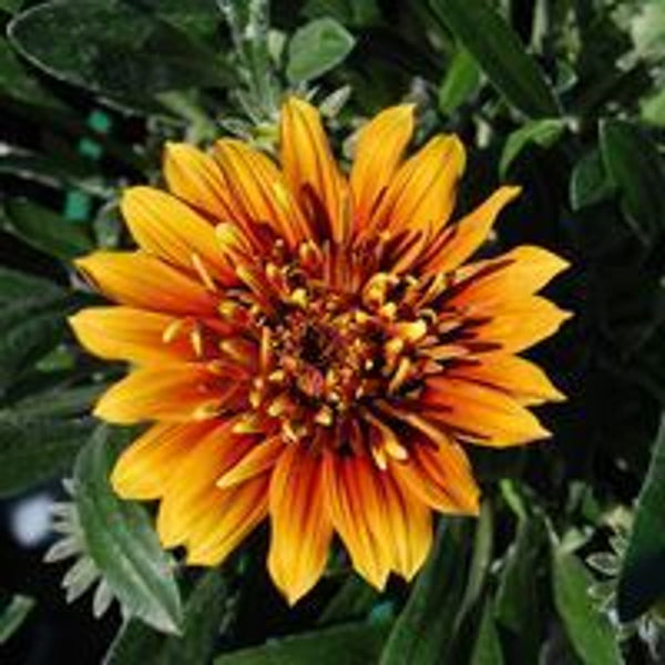 Gazania Sunset Jane