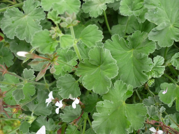 Geranium Apple Scented