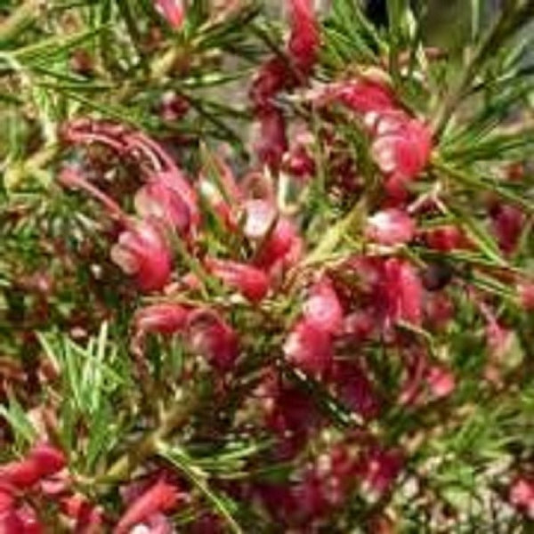 Grevillea Cherry Ripe