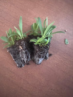 Gypsophila Snowflake x 10 Bare Rooted