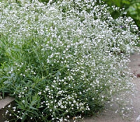 Gypsophila Snowflake