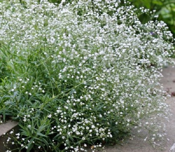 Gypsophila Snowflake x 10 Bare Rooted