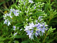 Hebe Diosmifolia (x50)