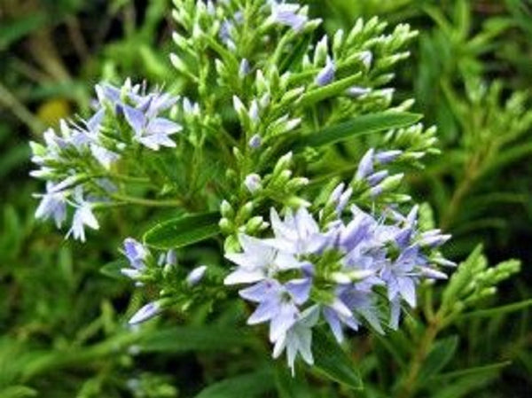 Hebe Diosmifolia (x50)
