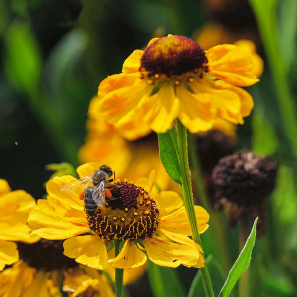 Helenium Autumn Lollipop