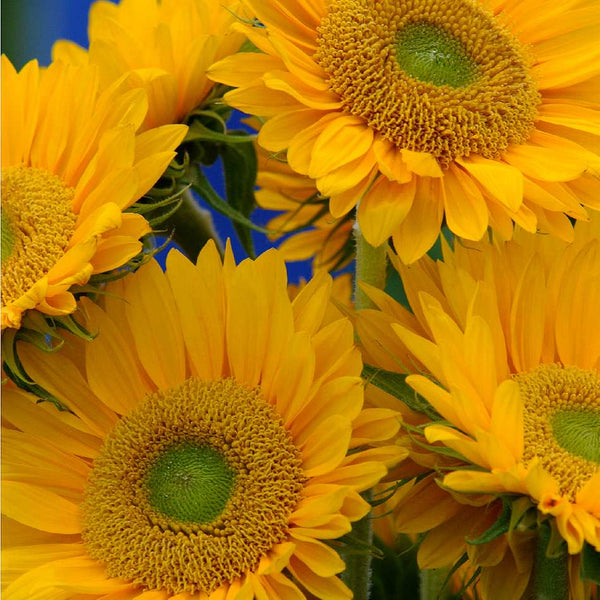 Sunflower Sunrich Gold x 10 plants bare rooted