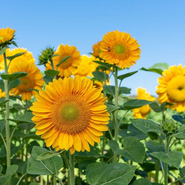 Sunflower Pro Cut Gold x 10 plants bare rooted