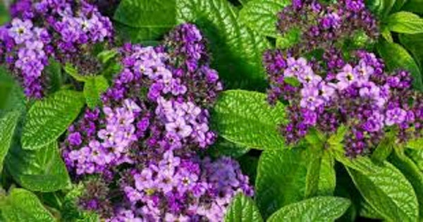 Heliotrope Marine Blue - Vanilla plant x 10 bare rooted
