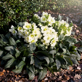 Hellebore Ice Breaker Max